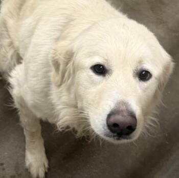 Great Pyrenees Dogs Available for Adoption - Khalua | PetCurious