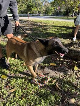 Star - Located in Florida -  Belgian Shepherd Malinois Dog for Adoption in Imlay City, Michigan - Star - Located In Florida | PetCurious
