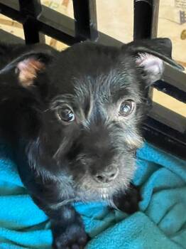 Inky -  Chihuahua Dog for Adoption in Phoenix, Arizona - Inky | PetCurious