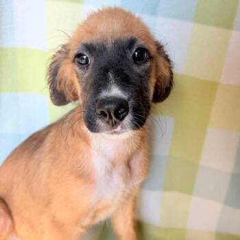Merch in NH. Come Meet our Adoptable Dogs Wednesday-Saturday. Mo -  Shepherd Dog for Adoption in Manchester, New Hampshire - Merch In NH. Come Meet Our Adoptable Dogs Wednesday-Saturday. Mo | PetCurious