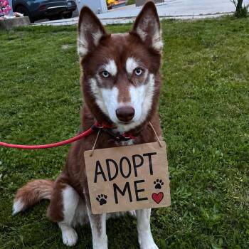 Husky Dogs Available for Adoption - Samantha *adoption Pending* | PetCurious