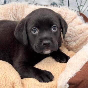 Puggle and Pug Dogs Available for Adoption in Fairfield, Connecticut - Dusky | PetCurious
