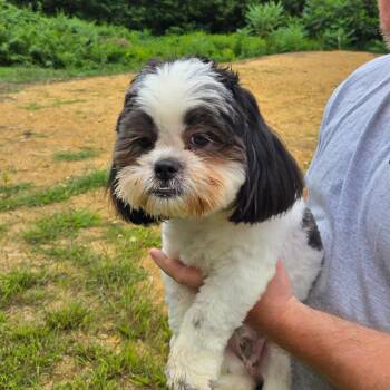 CT Ringo -  Shih Tzu Dog for Adoption in Stormville, New York - CT Ringo | PetCurious