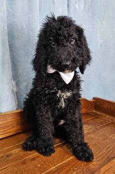 Piccolo -  Standard Poodle Dog for Adoption in East Sparta, Ohio - Piccolo | PetCurious