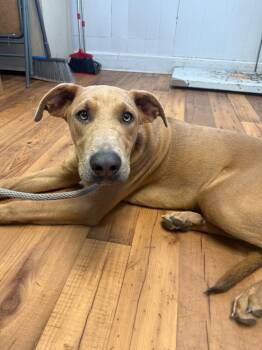 Rescue Hound and Doberman Pinscher Dogs for Adoption in Fayetteville, Tennessee - Fudge | PetCurious