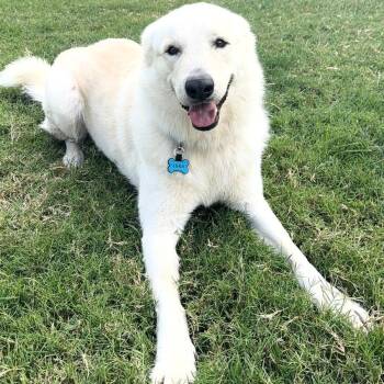 Luka -  Great Pyrenees Dog for Adoption in Krum, Texas - Luka | PetCurious