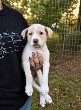 Rita -  Labrador Retriever and Australian Cattle Dog Blue Heeler Dog for Adoption in Indian Springs Village, Alabama - Rita | PetCurious