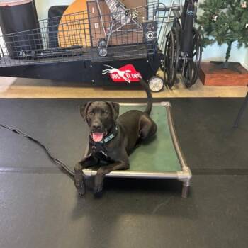 Rescue Labrador Retriever Dogs for Adoption in Venice, Florida - Gruber | PetCurious