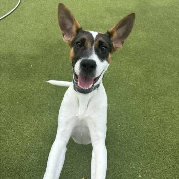 BATMAN -  Mixed Breed Dog for Adoption in Stamford, Connecticut - BATMAN | PetCurious