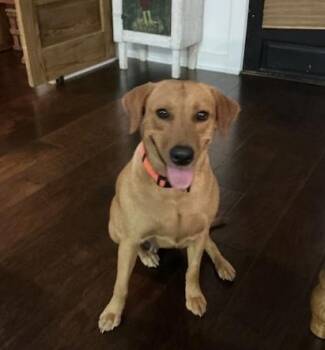 Labrador Retriever Dogs Available for Adoption in Walker, Louisiana - Zoey | PetCurious