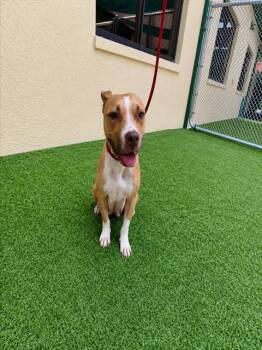 A1272334 -  American Bulldog and Mixed Breed Dog for Adoption in Winter Haven, Florida - A1272334 | PetCurious