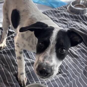 Gloria Estefan -  Mixed Breed Dog for Adoption in Bentonville, Arkansas - Gloria Estefan | PetCurious