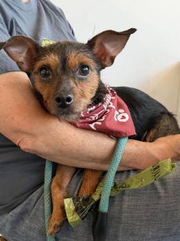 Pebbles -  Chihuahua Dog for Adoption in Charlotte, North Carolina - Pebbles | PetCurious