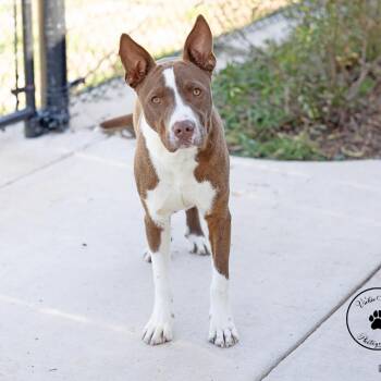 Mason -  Terrier and Mixed Breed Dog for Adoption in Abilene, Texas - Mason | PetCurious