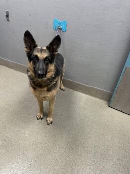 ZORO -  German Shepherd Dog Dog for Adoption in Las Vegas, Nevada - ZORO | PetCurious