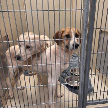 MJ -  Mixed Breed and None Dog for Adoption in Flagstaff, Arizona - MJ | PetCurious