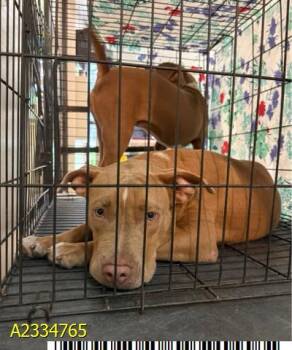 CASEN -  Mixed Breed Dog for Adoption in West Palm Beach, Florida - CASEN | PetCurious