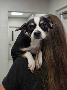 Tiger -  Chihuahua and Mixed Breed Dog for Adoption in Chillicothe, Ohio - Tiger | PetCurious