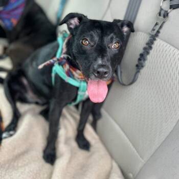 Lola -  Patterdale Terrier Fell Terrier and Black Labrador Retriever Dog for Adoption in Leesburg, Alabama - Lola | PetCurious