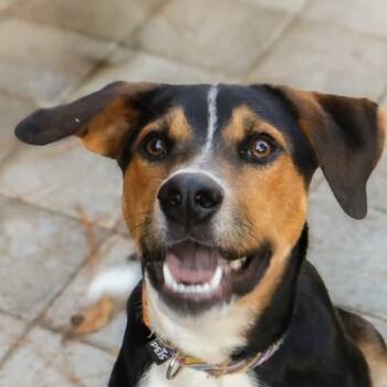 Baloo (20261012-05) -  Mixed Breed Dog for Adoption in Niagara Falls, Ontario - Baloo (20261012-05) | PetCurious