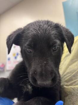 Labrador Retriever and Belgian Shepherd Malinois Dogs Available for Adoption in Las Vegas, Nevada - AHSOKA TANO | PetCurious
