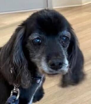 Cinder -  Cocker Spaniel Dog for Adoption in Plano, Texas - Cinder | PetCurious