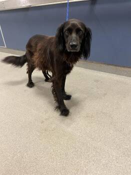 Rescue Flat Coated Retriever Dogs for Adoption in Doral, Florida - CHAMP | PetCurious