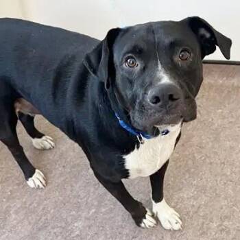 Harley -  Terrier Dog for Adoption in Brentwood, Missouri - Harley | PetCurious