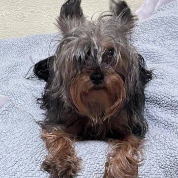 Dixie (C000-228) - Costa Mesa Location -  Yorkshire Terrier Dog for Adoption in Chino Hills, California - Dixie (C000-228) - Costa Mesa Location | PetCurious