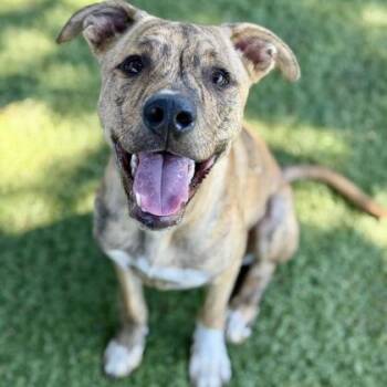 Skeeter -  Pit Bull Terrier Dog Available for Adoption in Red Bluff, California - Skeeter | PetCurious