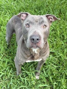 CHOP-CHOP -  American Staffordshire Terrier Dog for Adoption in Fort Myers, Florida - CHOP-CHOP | PetCurious