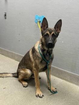 DRAKE -  German Shepherd Dog Dog for Adoption in Las Vegas, Nevada - DRAKE | PetCurious