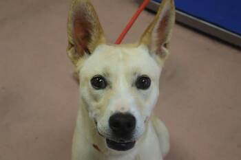 Rescue Mixed Breed Dogs for Adoption in Columbia, South Carolina - IRIS | PetCurious