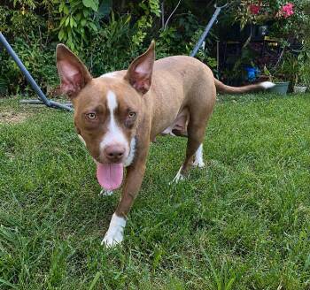 Waffles -  Bull Terrier Dog for Adoption in Horn Lake, Mississippi - Waffles | PetCurious