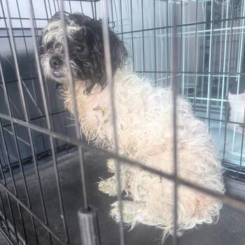 Stanley -  Lhasa Apso and Mixed Breed Dog for Adoption in Jupiter, Florida - Stanley | PetCurious