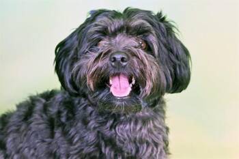 BRUNO -  Havanese Dog for Adoption in Fort Lauderdale, Florida - BRUNO | PetCurious