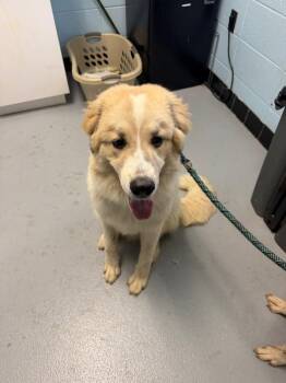 Pen Ic-11 -  Great Pyrenees Dog for Adoption in Lawrenceville, Georgia - Pen Ic-11 | PetCurious
