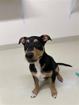 Doberman Pinscher Dogs Available for Adoption - CHAMP | PetCurious