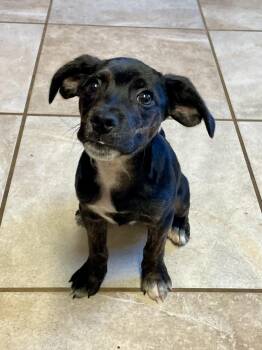 Dachshund Dogs Available for Adoption in Lacon, Illinois - Robin & Ted | PetCurious