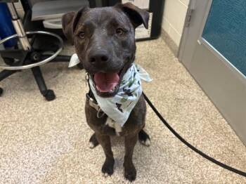 JUJU -  Patterdale Terrier Fell Terrier and Labrador Retriever Dog for Adoption in Pueblo, Colorado - JUJU | PetCurious