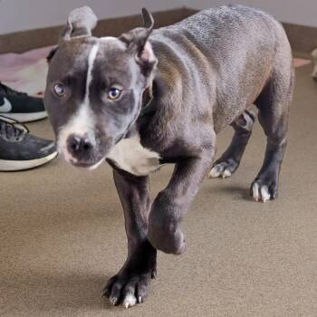 Pit Bull Terrier and Catahoula Leopard Dog Dogs Available for Adoption - Hamms | PetCurious