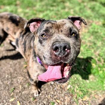 American Bulldog Dogs Available for Adoption - Mayo | PetCurious