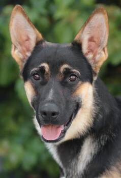 German Shepherd Dog Dogs Available for Adoption in Los Angeles, California - *Spike Von Suhl | PetCurious