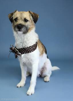 Hendrix -  Shih Tzu and Mixed Breed Dog for Adoption - Hendrix | PetCurious