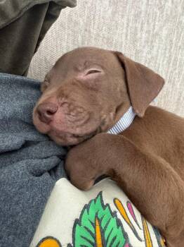 Terrier Dogs Available for Adoption in Colorado Springs, Colorado - Brandy | PetCurious