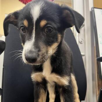 Catan -  Australian Shepherd and Mixed Breed Dog for Adoption in Las Vegas, Nevada - Catan | PetCurious
