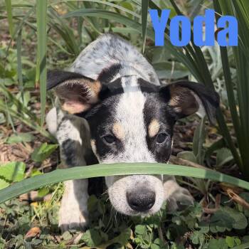 Yoda -  Cattle Dog and Mixed Breed Dog for Adoption in Ellicott City, Maryland - Yoda | PetCurious