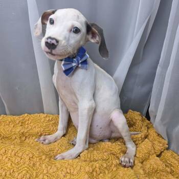 Peanuckle -  Hound and Pointer Dog for Adoption in Foley, Alabama - Peanuckle | PetCurious