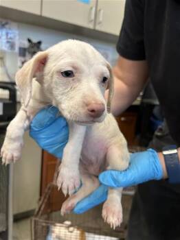 Terrier Dogs Available for Adoption in San Antonio, Texas - JETTA | PetCurious