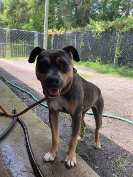 Reese -  Pit Bull Terrier Dog for Adoption in Carmel Hamlet, New York - Reese | PetCurious